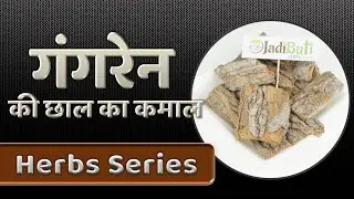Gangeran ( गंगरेन ) ke Fayde | Grewia tenax| JadibutiStore