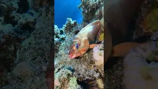 The beauty of Grouper fish ❤️ #grouperfish #ocean #scubadiving #travel #nature #explore #uw #shorts