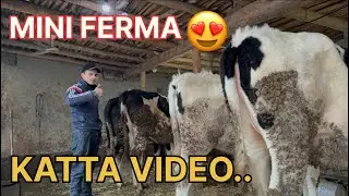 🌾🐄 Oddiy yem emas ❗ To‘g‘ri boqish sirlari 💯 | Ferma hayoti 🔥