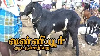 vallioor santhai | வள்ளியூர் ஆட்டுச் சந்தை | Tirunelveli goat market Tamil nadu | joe tv