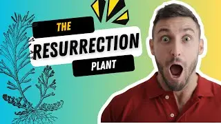 Resurrection Plant