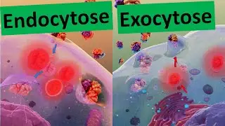 Endocytose/ Exocytose/ Membranfluss (Stofftransport durch die Biomembran) - [Biologie, Oberstufe]