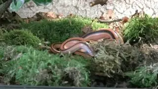 Bambusnatter Oreocryptophis (Schlangenfilm)
