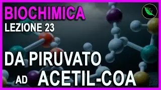 Il complesso della PIRUVATO DEIDROGENASI , da PIRUVATO ad ACETIL-COA  -Biochimica Lezione 23