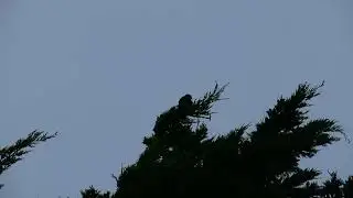 Karearea calling