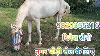 नुगरी घोड़ी सेल के लिए जयपुर लालावास का बंदा पशु हटवाड़ा के पास#youtube #subscribe #horse #