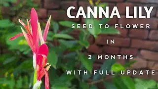 Canna Flower | How to grow Canna Lily From Seed | The Smart Gardener