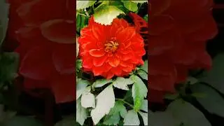 Most Beautiful Dahlia in Vibrant Shades 🏵️🌸💮🌼#dahlia #flowers #homegarden #shorts