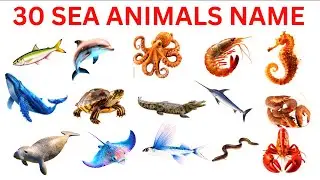 🐠 Learn 25 Sea Animals Names 😲  बच्चों के लिए 25 English Vocabulary Video 😲
