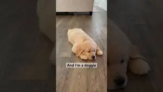 Don&rsquo;t call me fur baby🐶#goldenretriever #goldenretrieverpuppy #dog #puppy #funnydogs #puppies