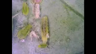 Hoverfly feeding on green peach aphid (Myzus persicae) | PestBites by Cesar