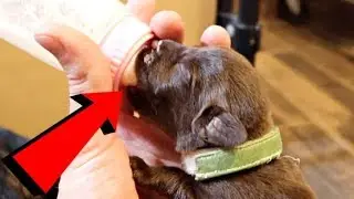 BOTTLE FEEDING THE RUNT OF A LABRADOR LITTER!!