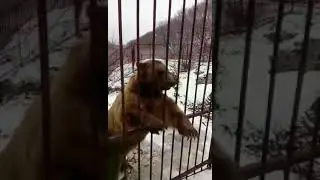 Сладкоежка Мишка.