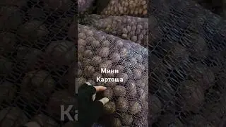 Малыши картоши на корм скоту #женафермера #музафермера #фермерство #картофель #картошка