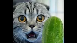 CATS VS CUCUMBER and random things scared. Cat Dank memes 2.. 🤣 Try not to laugh 🤣