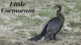 Little Cormorant - Microcarbo niger #Birds of India