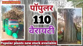[New stock] हाइब्रिड पॉपलर की पौध (WIMCO 110 ) उपलब्ध है ll poplar plant ll popular plants available