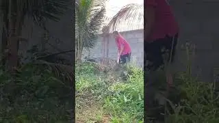 #clear #cleaning #grass #forest #forestguard #offgrid #around #athome #mygardenlife #short