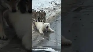 Rescaté a Este Pequeño Oso Polar y Esto Pasó