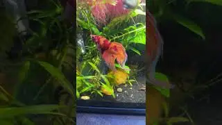Mj family aquatics . is live!