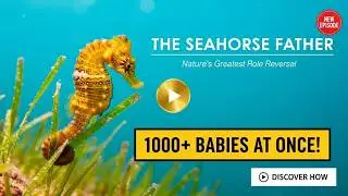 The Seahorse Father: Ocean's Only Pregnant Male | Marine Life Documentary