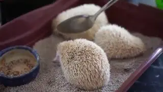 Sony a6000 35F18, White Hedgehogs