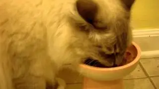 Ragdoll Cats Review 5
