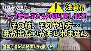 【ぶどうの切り戻し剪定】1～2年目ぶどう、その枝、、芽が出ないかもしれません…特殊な事例も紹介！短梢剪定栽培【111回目】佐賀県吉野ヶ里町でシャインマスカットなど果樹栽培日誌