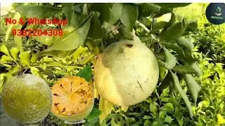 Thai bel plant available  all India delivery 🚚🚚 contact me 📞 9382204308