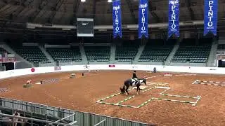 English Trail Pinto World 2021 Amateur World Champion