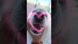 Dogs Are Pure Comedy 😂🐾 #funnydogs #dogshorts #ytshorts #funnyvideo #dogloversdog #cutedog #trending