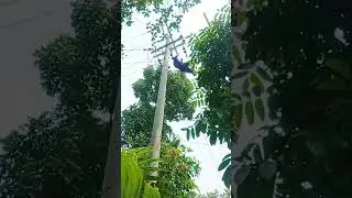 Wire expert climber