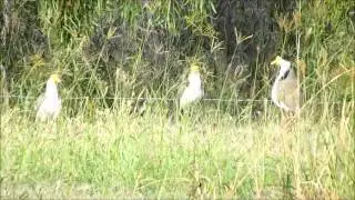 Plover 03 -  Spur-winged Plover - Vanellus miles novaehollandiae