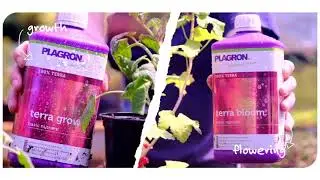 Como usar Plagron Terra Grow y Terra Bloom