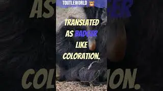 Meet the Takin: Bhutan's National Animal
