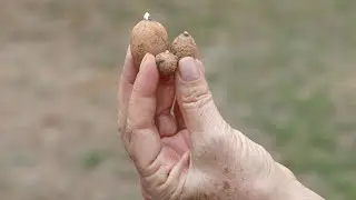 İhracat değeri yüksek salep bitkisinin kompost uygulamasıyla verimi artıyor