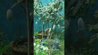 Glimpses of monsoon garden #garden #vlog #monsoon #flowers #trending