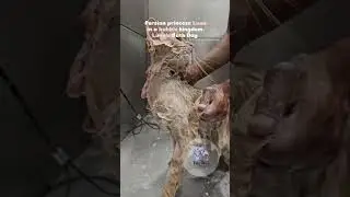 Princess Luna Enjoys Her Persian Cat Bath Routine 🧼👑