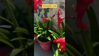 My Amaryllis lily 🧿❤️!!#garden #blooming #viralshort #@mayasvlog-ad76 #ytshorts #shorts