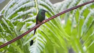 Peruvian Racket tail (Ocreatus peruvianus)