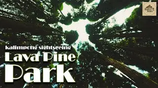 Lava Pine Park &ndash; A Peaceful Hidden Gem in Kalimpong | North Bengal Travel Vlog