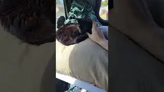 Hercules my travel companion wants to sleep no pets