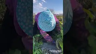 Women Harvesting Fresh Spring Vegetables With Bare Hands! 🌱👩🌾