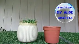 Repotting My Aloe Aristata