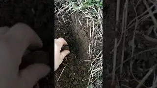 Коп старинных монет 2020г.