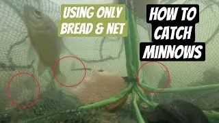 How To Catch Minnows With A TEMU Net!