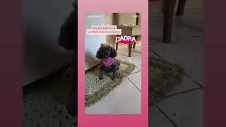 Baratinha ta pensativa e dando conselho reflita est&aacute; frase . se inscreva no canal.