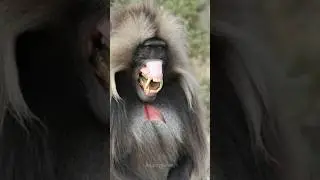 Deadliest Animal Strategy in the World #reels #facts
