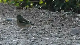 pinzon vulgar