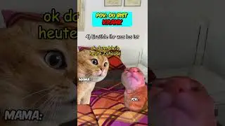 PoV: Du bist krank #katzenvideos #katze  #schule  #krank